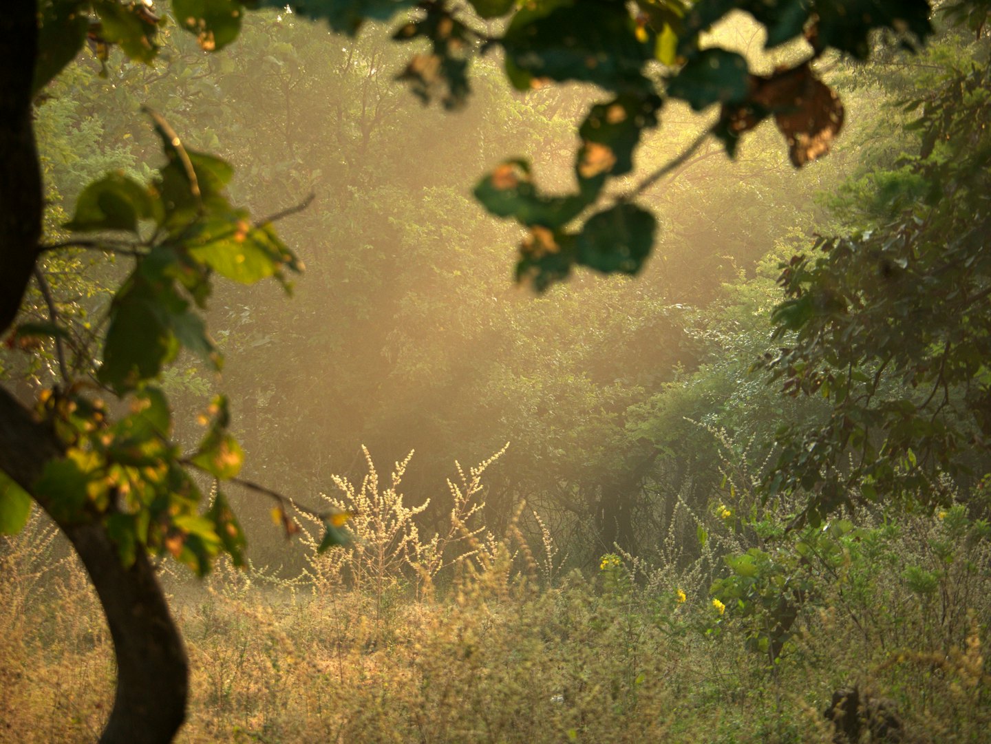 Sonnenlicht filtert durch dichte grüne Bäume in einem nebligen Wald.